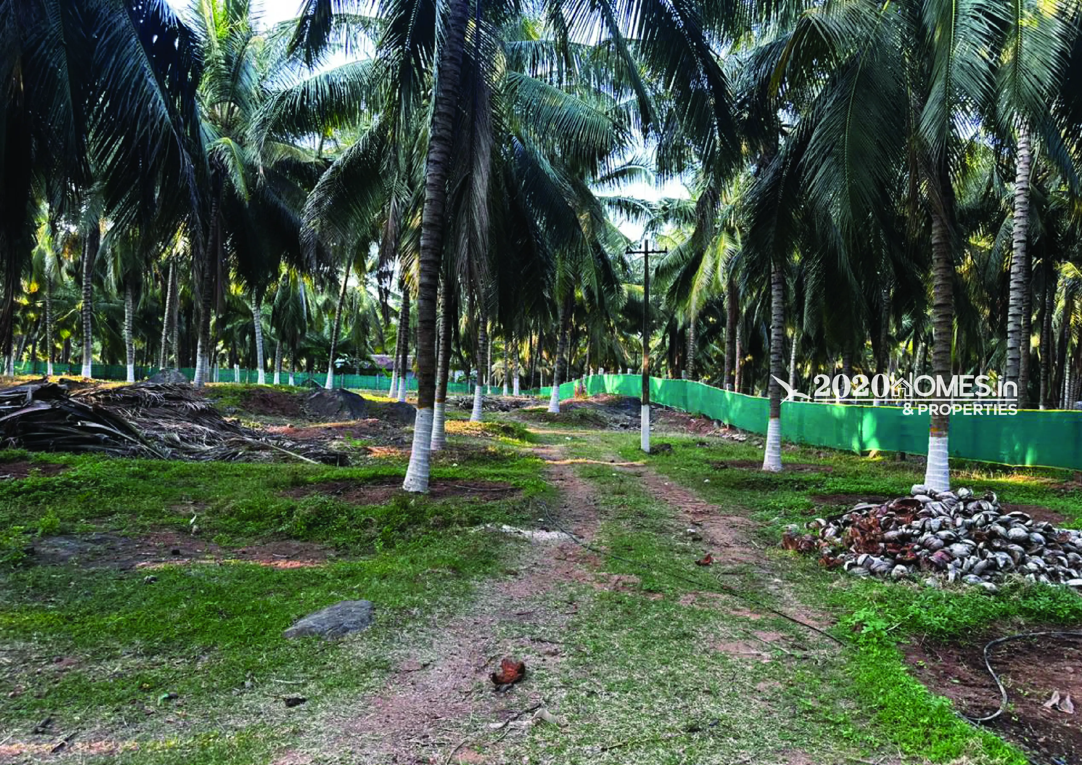 Premium Coconut Farm Narikalpathi